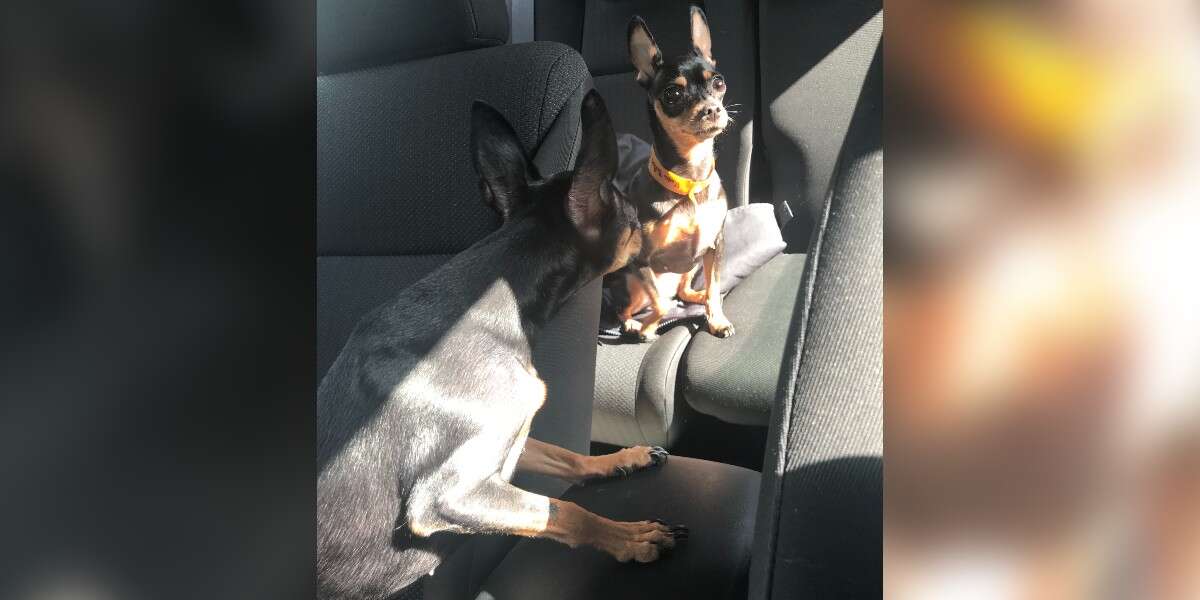 Woman Finds Her Dog Outside But Realizes She's Already Inside - The Dodo