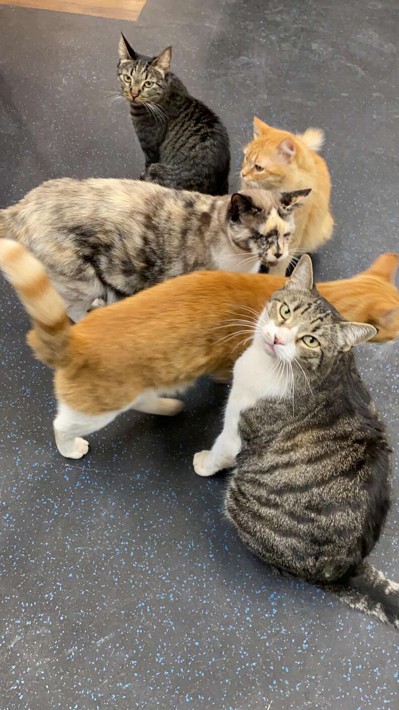 Animal hospital cats