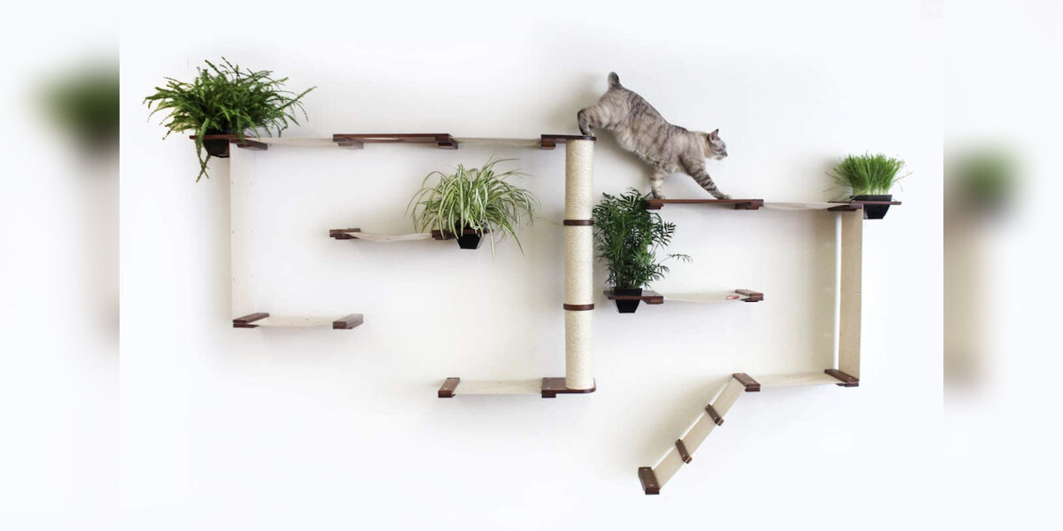 7 Best Cat Shelves On  - DodoWell - The Dodo