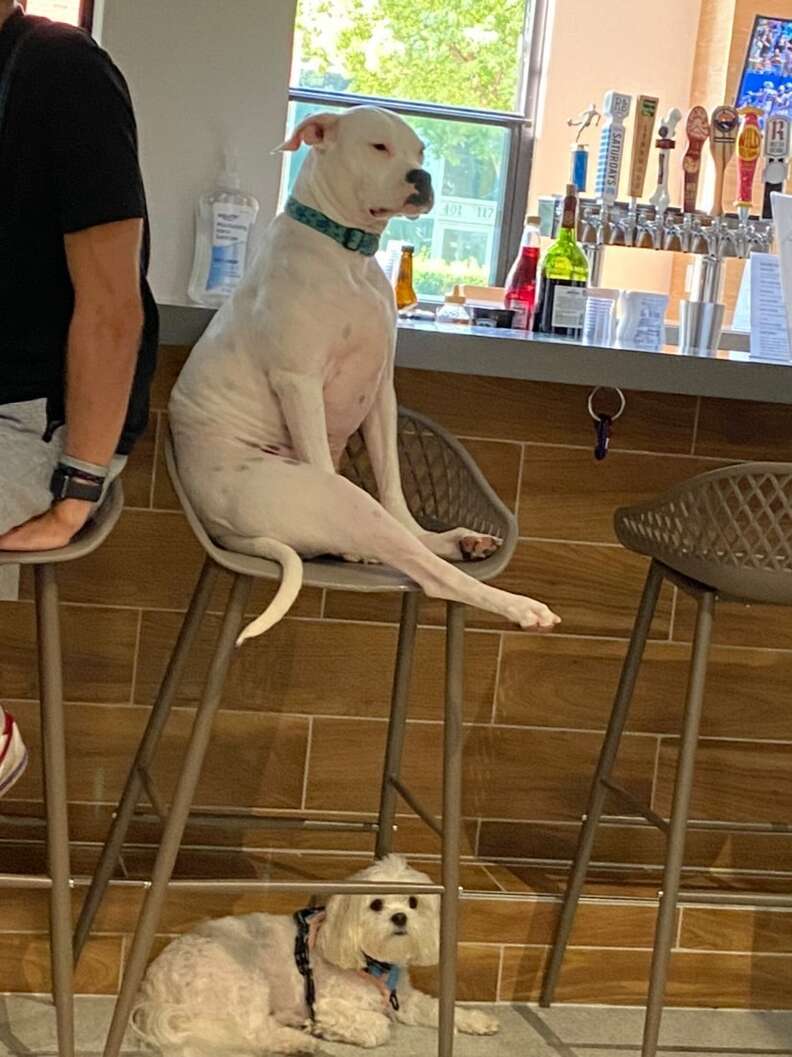 Dog Is Absolutely Not Impressed With Anyone At Doggy Day Care - The Dodo