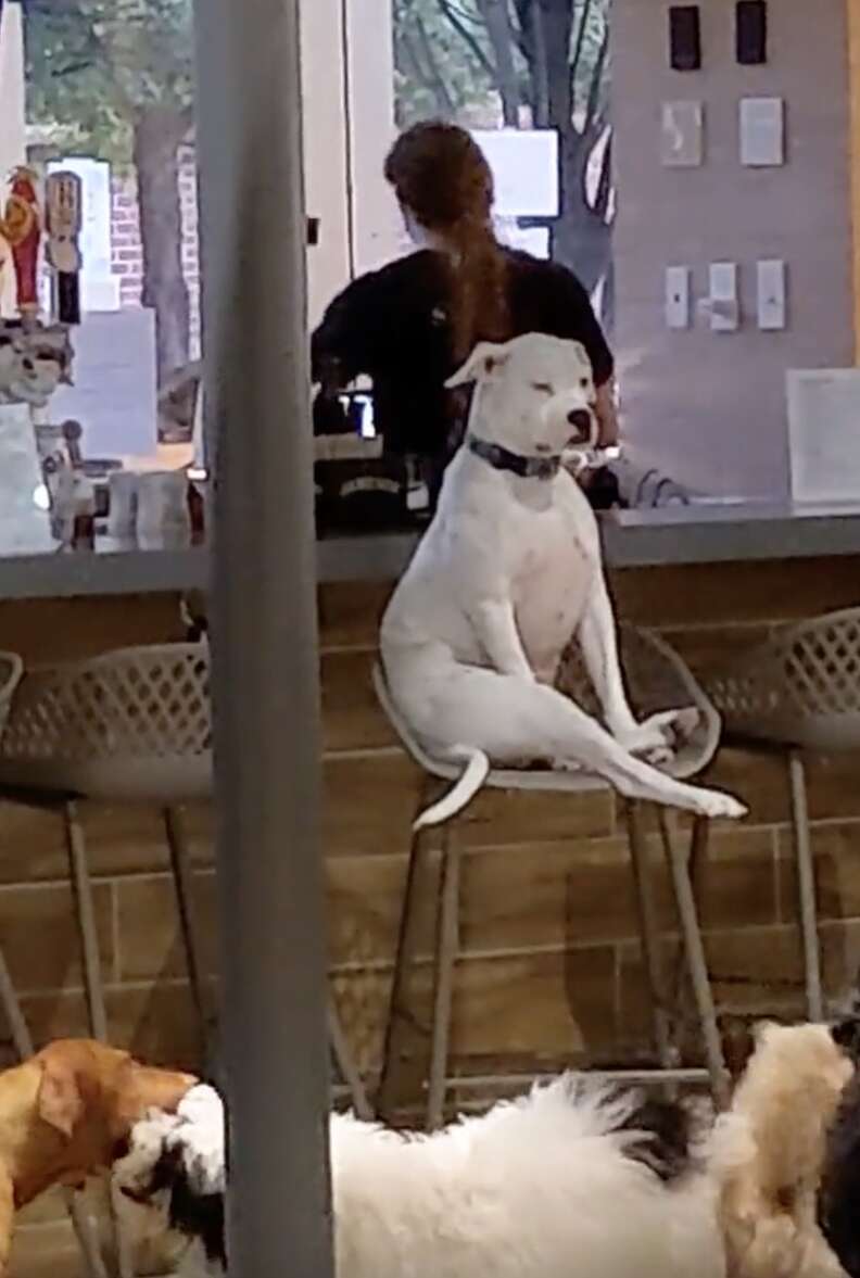 Dog sits on barstool looking unimpressed