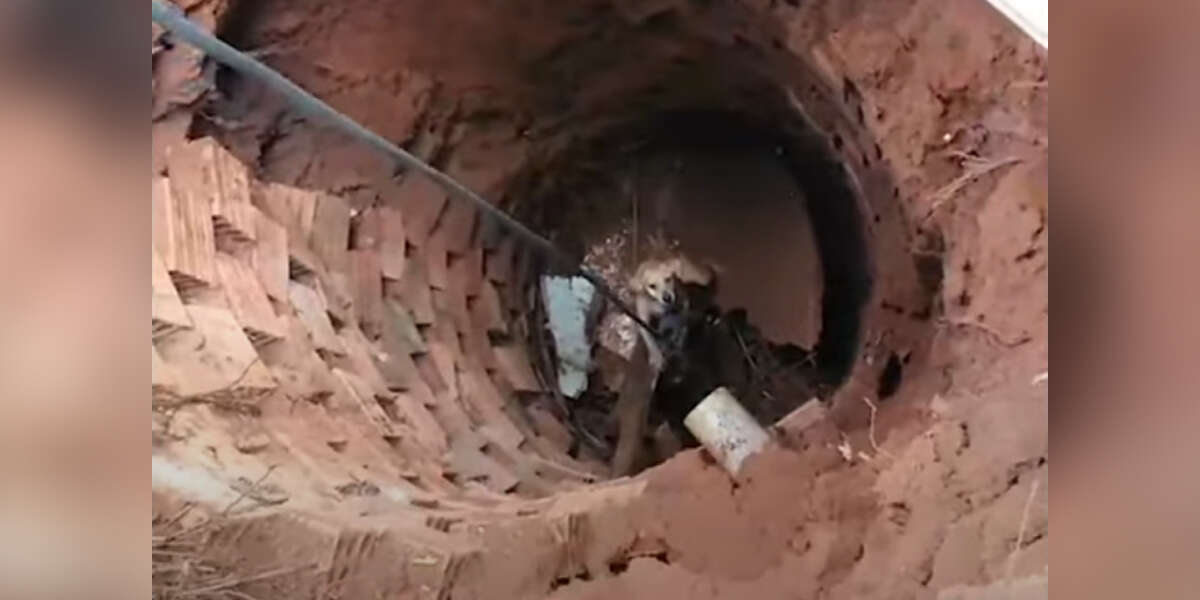 Dog Trapped In Well Wraps Himself In Rope To Help With His Own Rescue ...