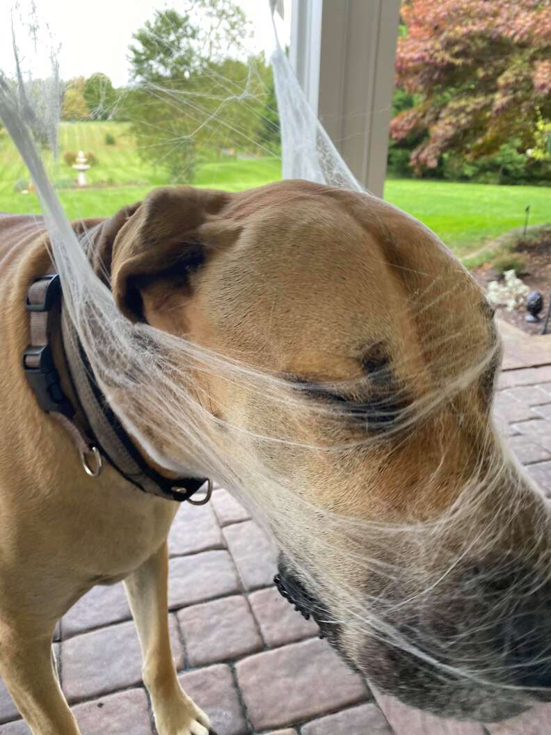 Dog gets tangled in spiderwebs