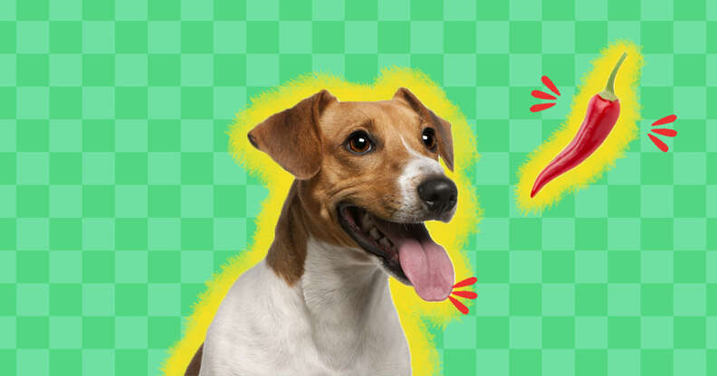 My Dog Ate Spicy Food What Do I Do