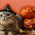 cat with witch hat