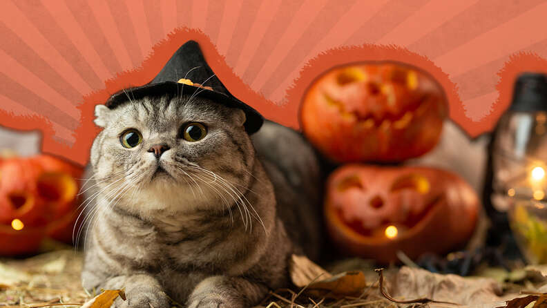 cat with witch hat