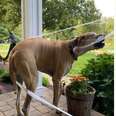 Great Dane Deeply Regrets Messing With His Mom's Halloween Decorations