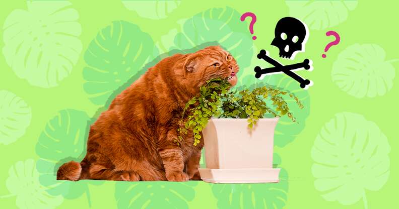 cat chewing on poisonous plant
