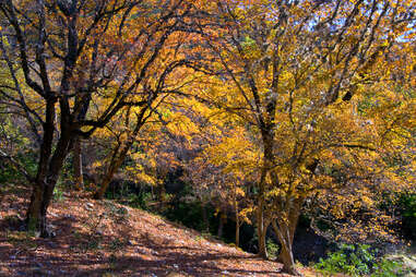 Lost Maples State Park