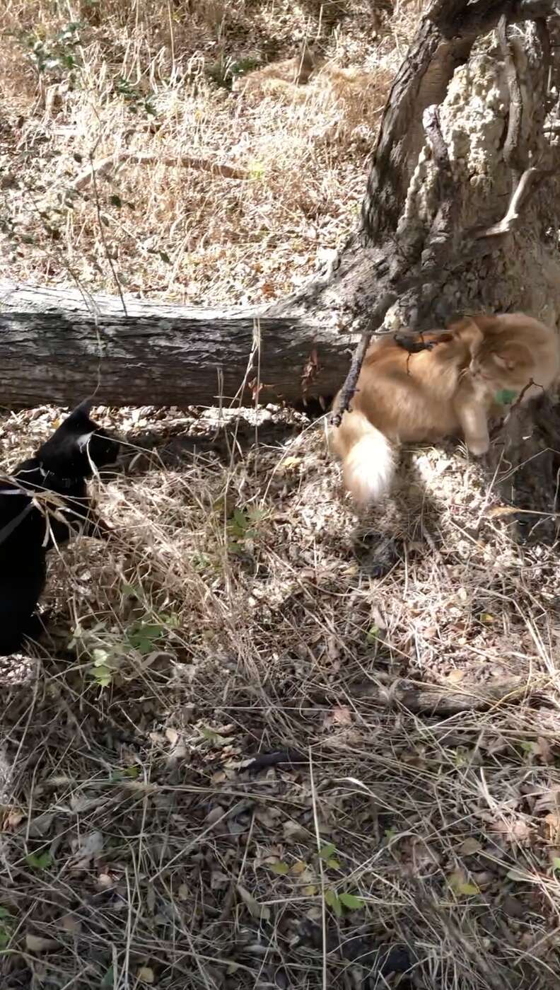 cat best friends