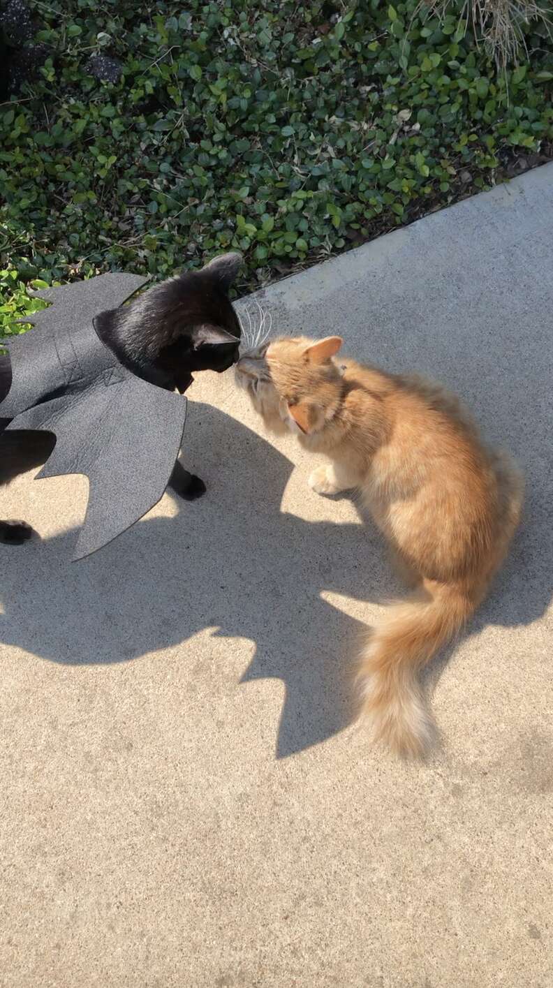 cat best friends