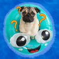 pug in a floatie in water