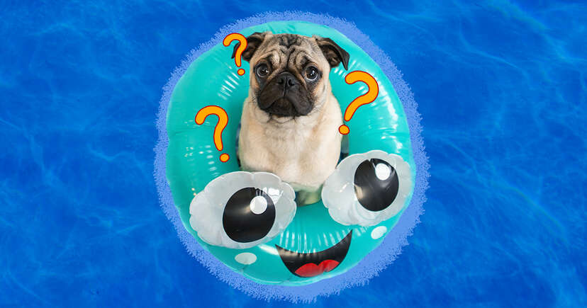 Floating Toys for Your Water-Loving Dog