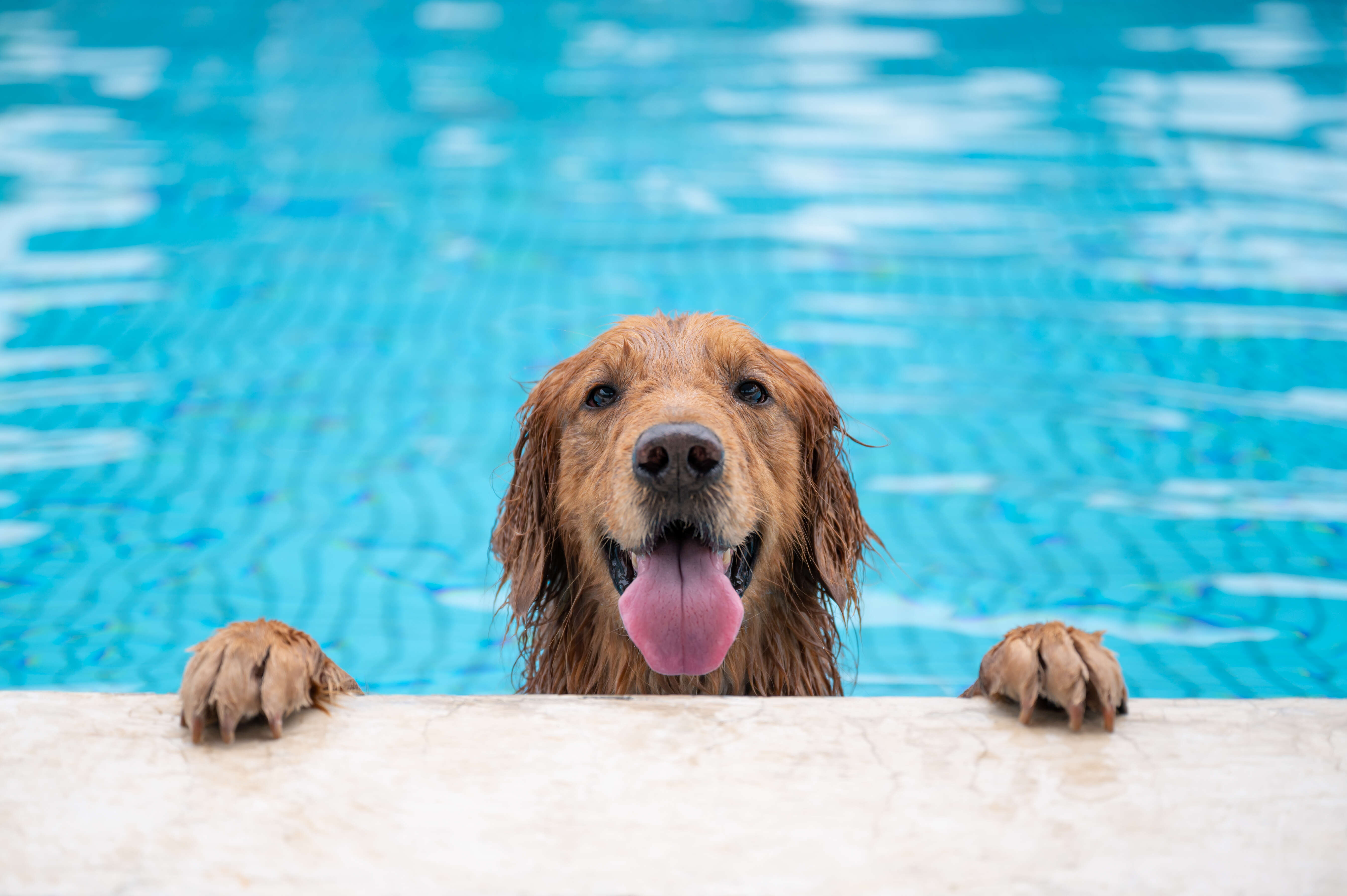 golden retriever in pool