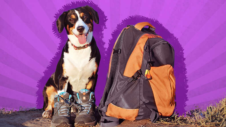 how do i prepare my dog for hiking