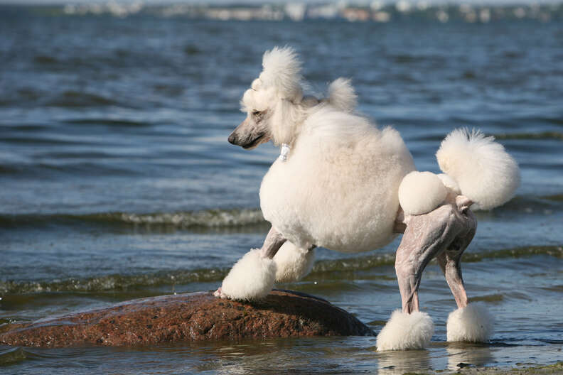 Do poodles like store water