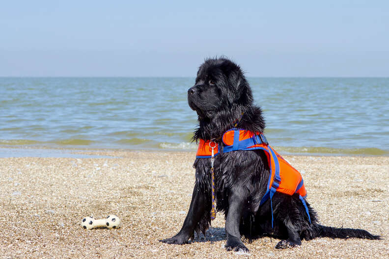 newfoundland dog in life vest