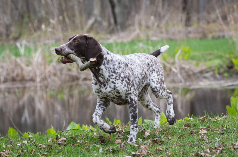 16 Dogs That Love Water And Swimming (And Why Some Breeds Don’t ...