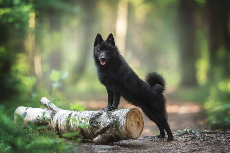 Small dog breeds deals that like water