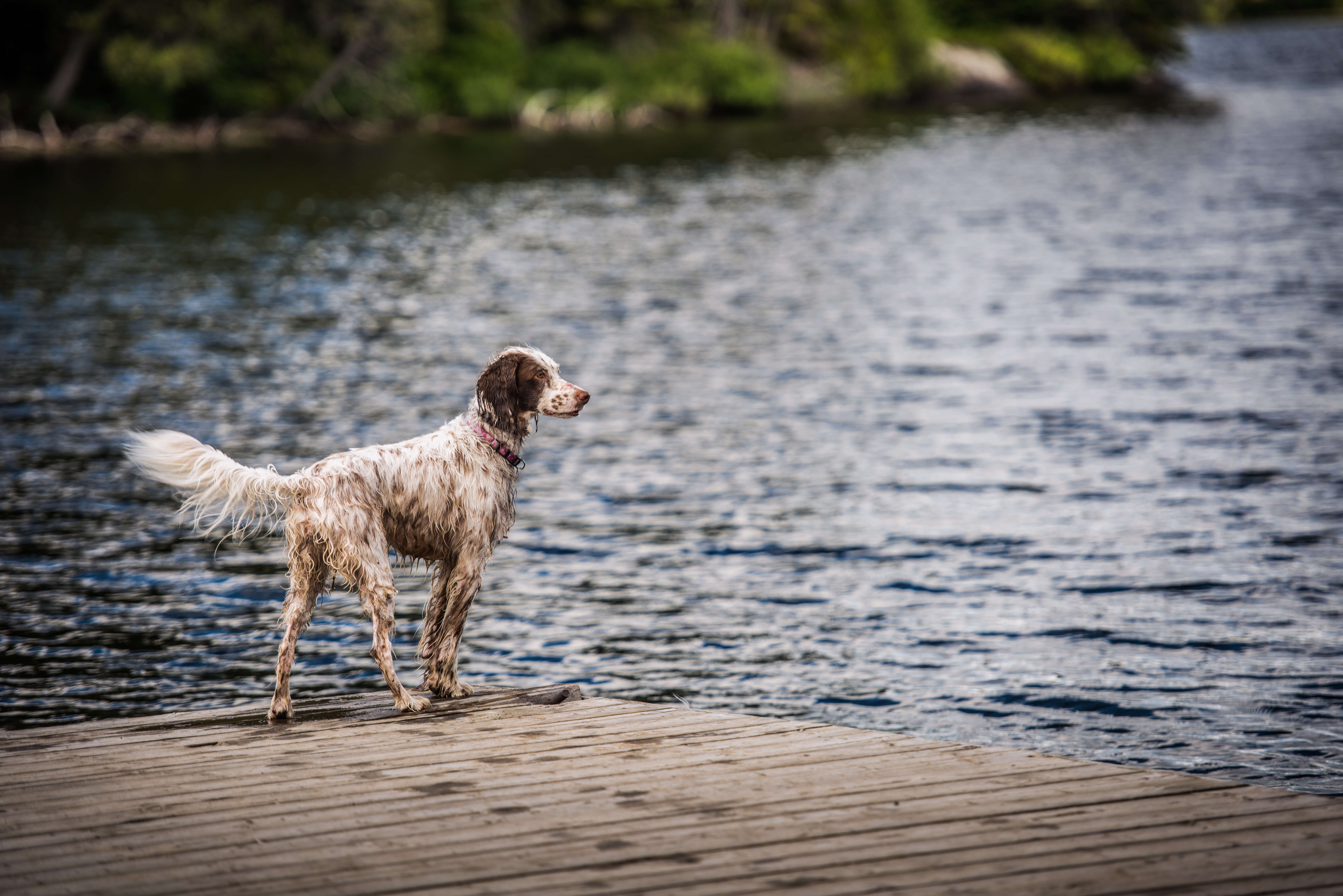 english setter with water