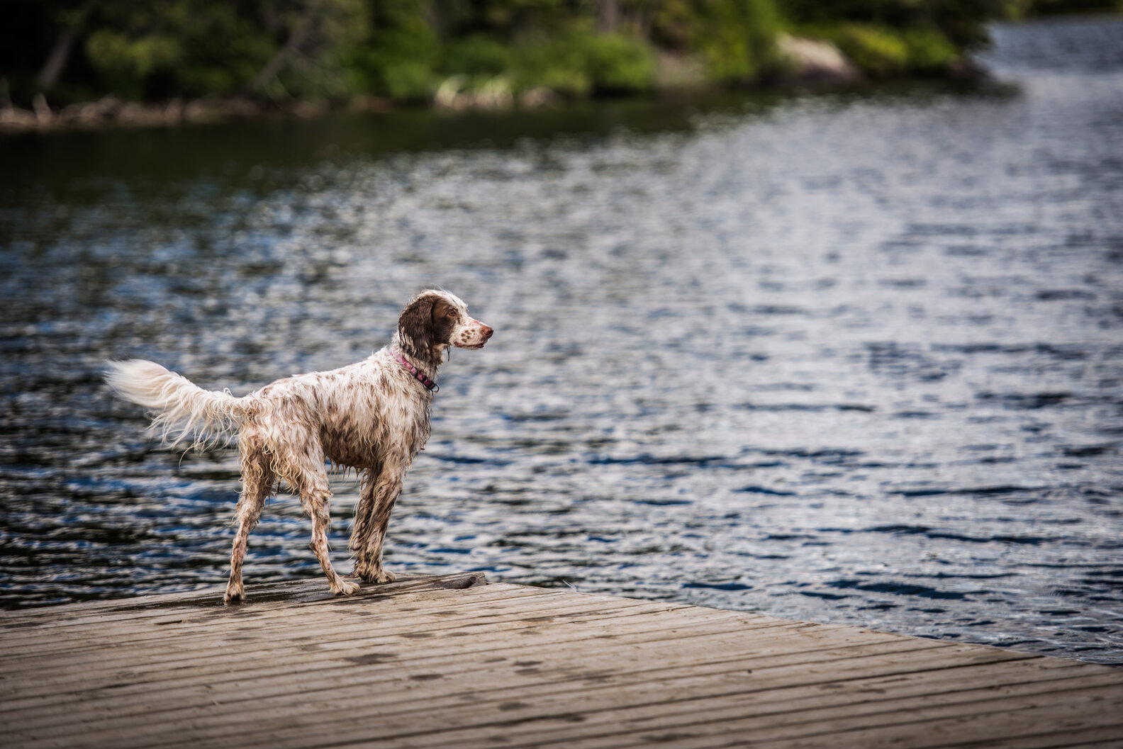 16 Dogs That Love Water And Swimming (And Why Some Breeds Don’t) DodoWell The Dodo