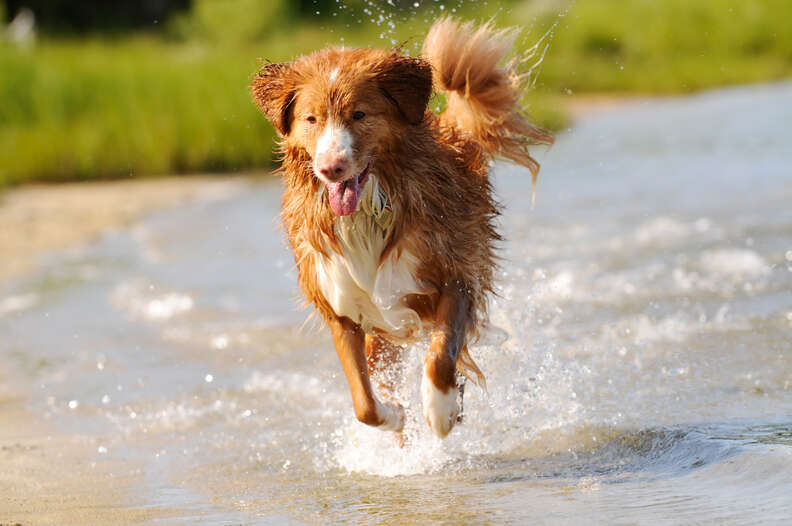 What dogs love store water