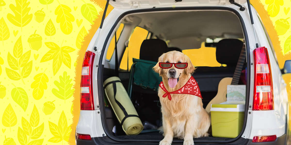 3 Dog-Friendly Road Trips: East Coast, California & Southwest Routes