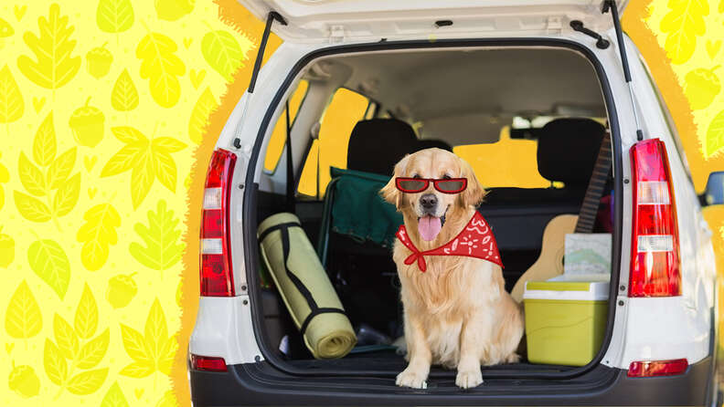 dog in the car