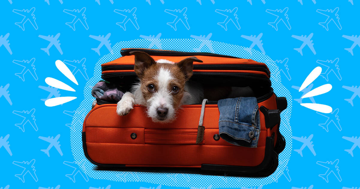 Taking dogs on international hot sale flights