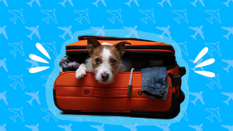 Flying internationally with deals dog