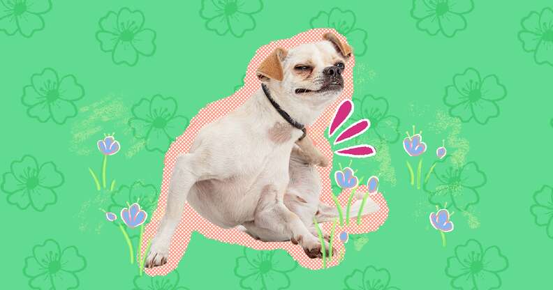 Itchy dog