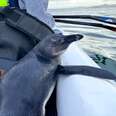 Penguin Hops On Kayak To Ask For Help