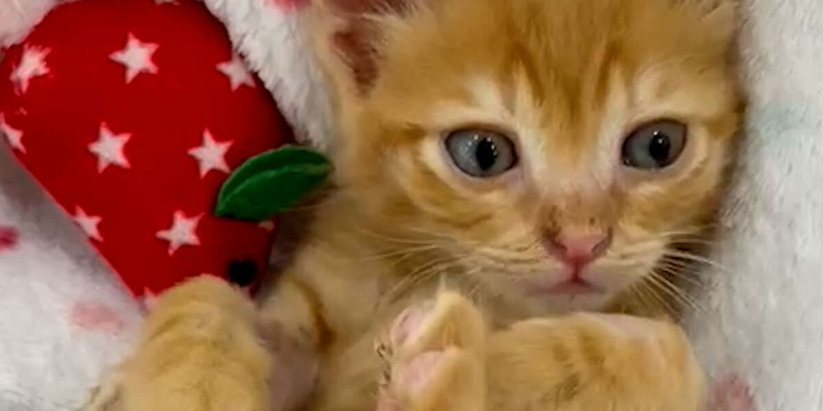 Kitten Cries So Someone Will Rescue Him - Videos - The Dodo