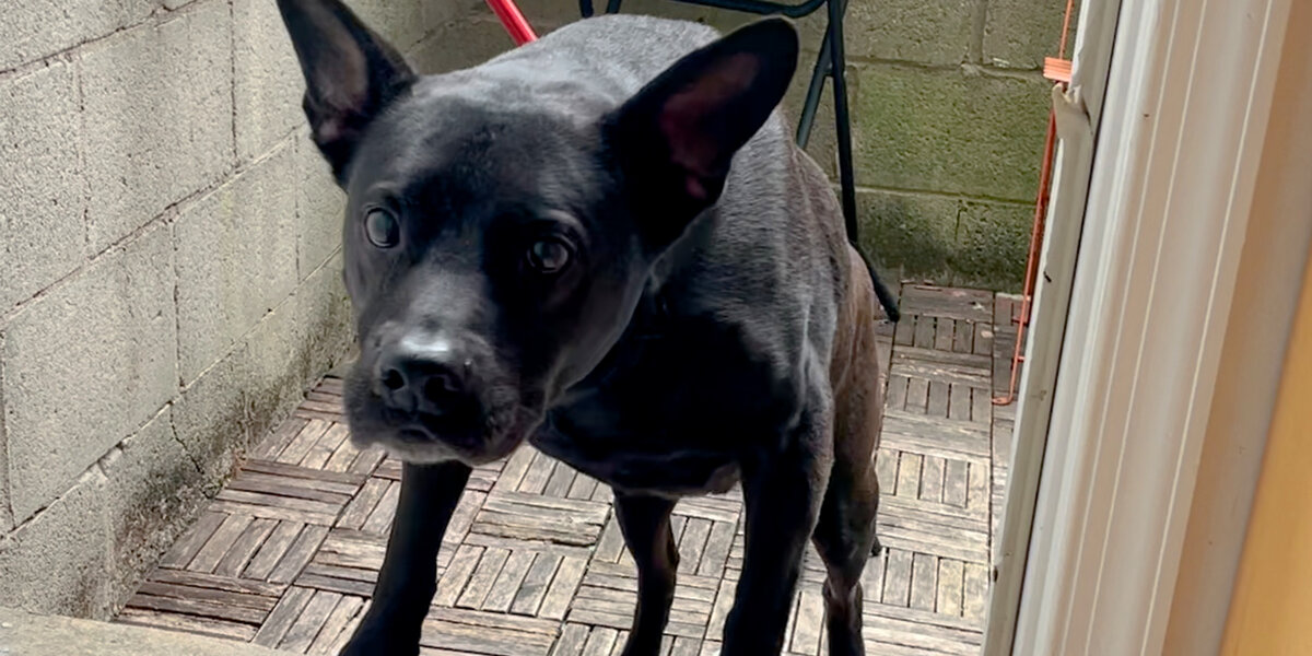 Senior Dog Gets His Very Own Retirement Cabin - Videos - The Dodo