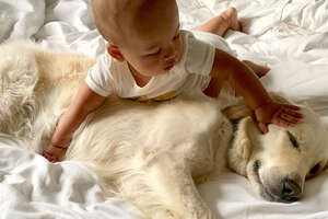 Golden Retriever Preps Little Boy For His New Role As Big Brother