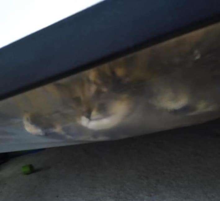 Cat pretends to be a monster under the bed