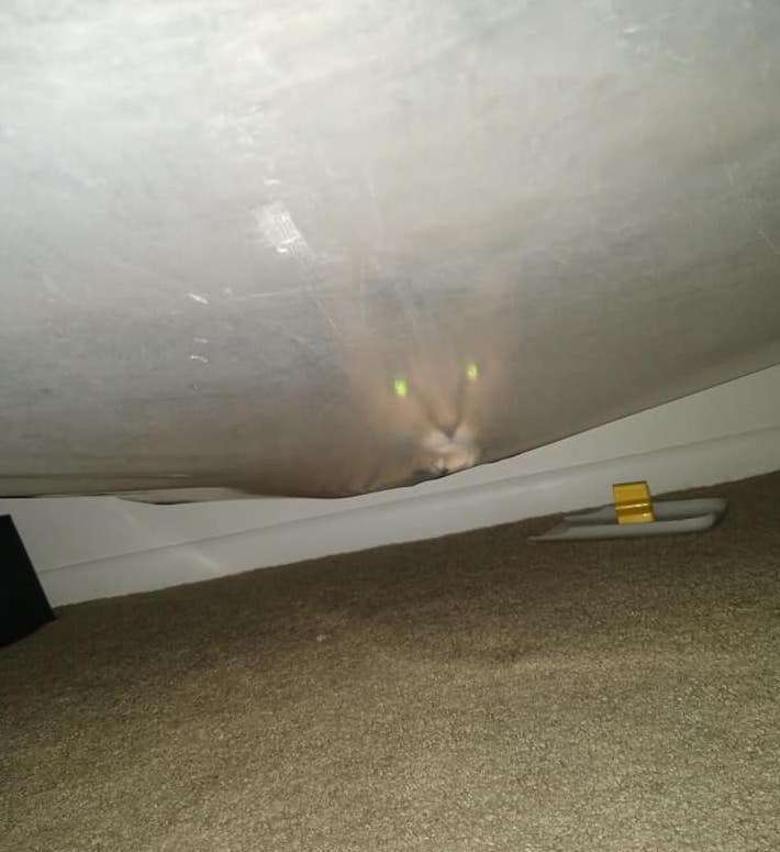 Cat gets stuck under bed