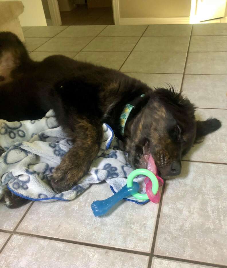 Dog brings his little blanket everywhere