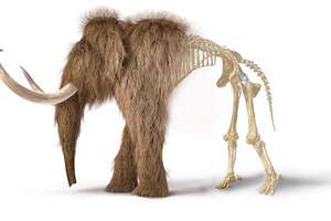 The Wild Plan To Bring Back Woolly Mammoths