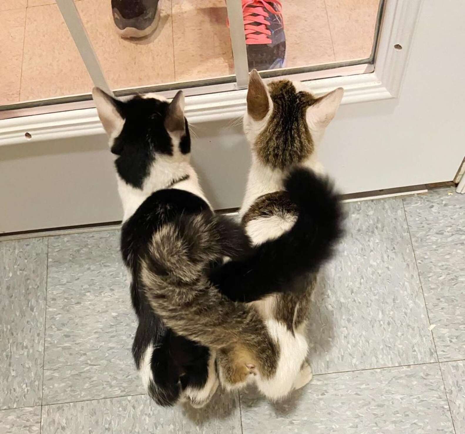 Bonded Cats Wait At Shelter Window Hoping To Be Adopted Together - The Dodo