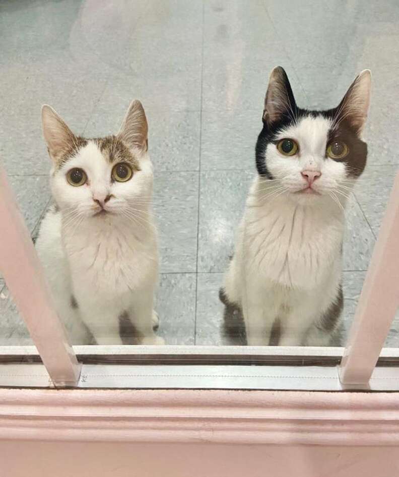 Bonded mom cats look out shelter window
