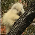 Family Has Rare Encounter With Cutest Little Albino Animal