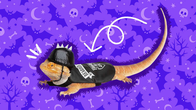 Bearded Dragon Costumes 8 Scary Good Halloween Options For Your