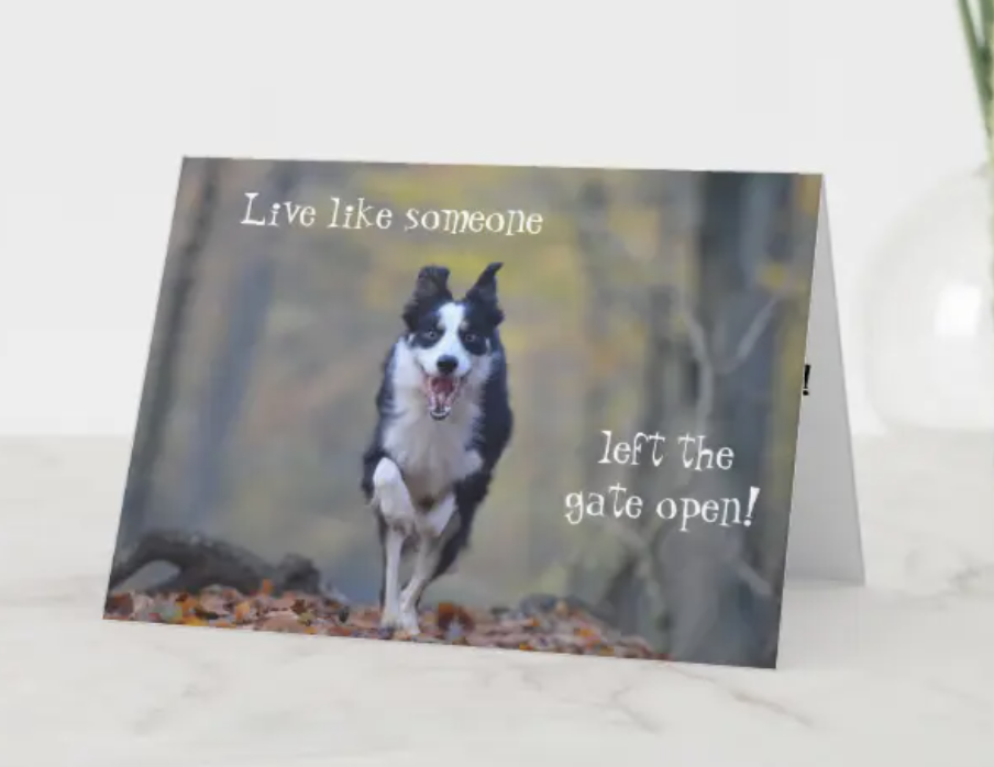 BORDER COLLIE BIRTHDAY GREETING CARD DOGS 