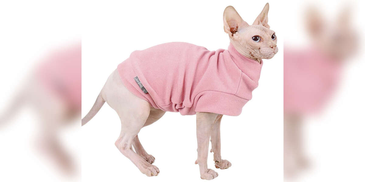 The 12 Best Cat Clothes On Amazon DodoWell The Dodo