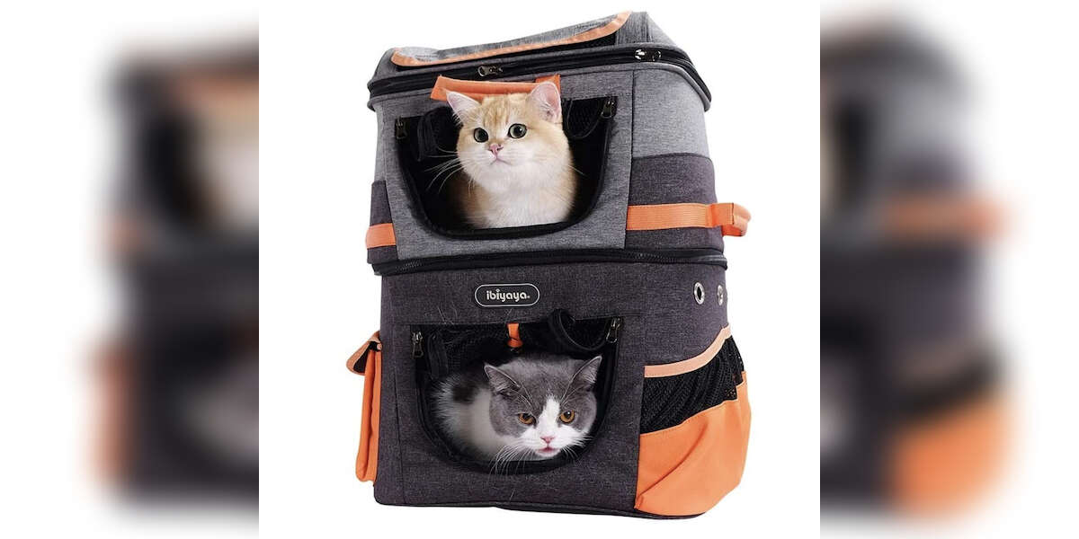 9 Best Cat Backpacks On Amazon DodoWell The Dodo