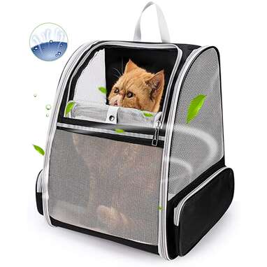 9 Best Cat Backpacks On Amazon - DodoWell - The Dodo