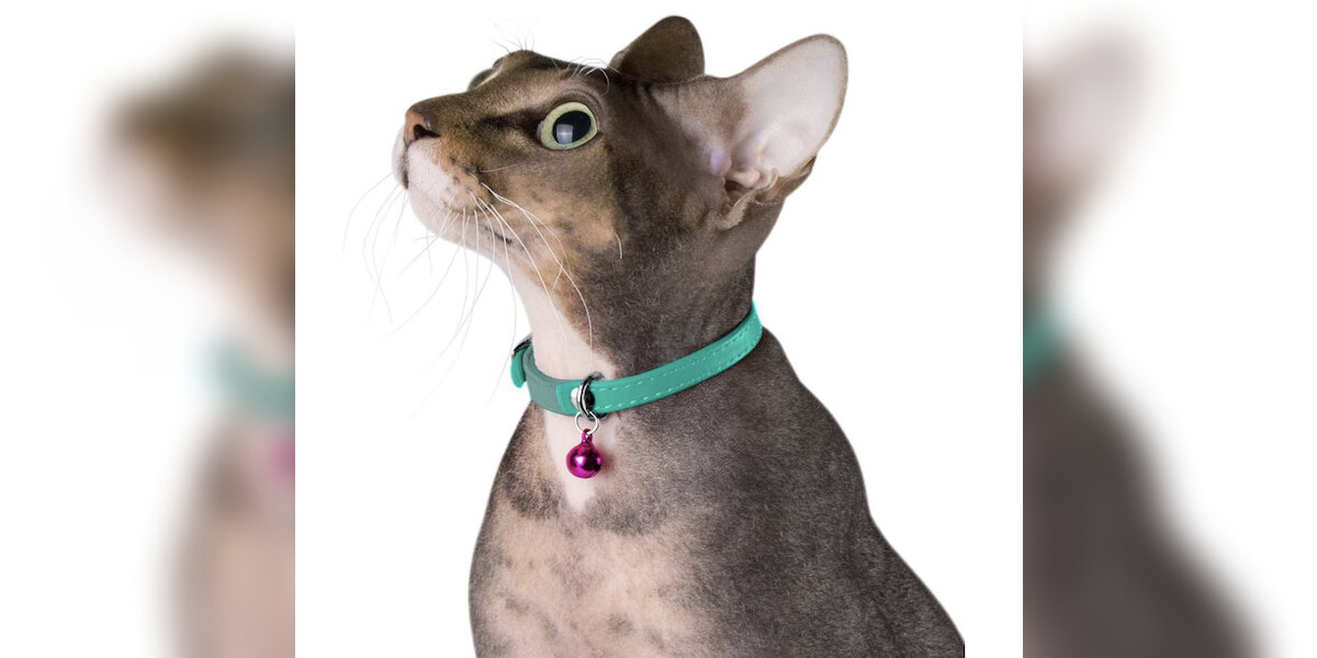 Waaag cat clearance collar