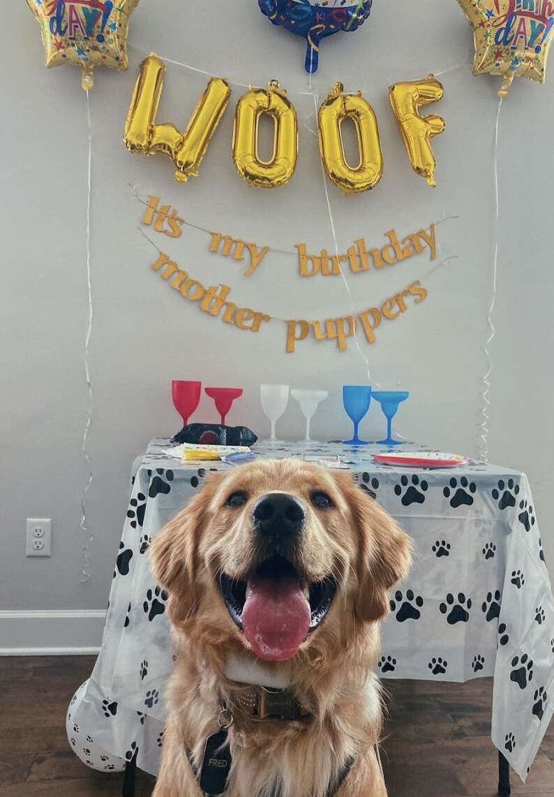 birthday dog