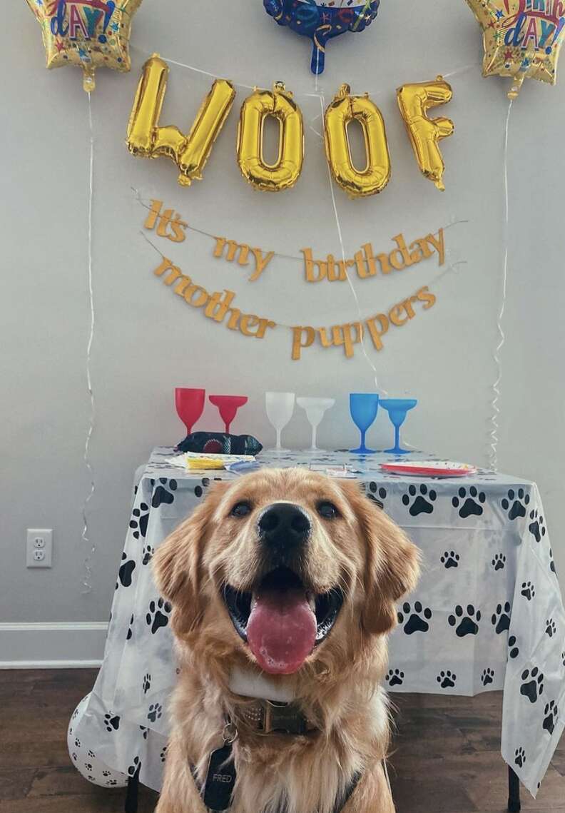 Dogs first hot sale birthday